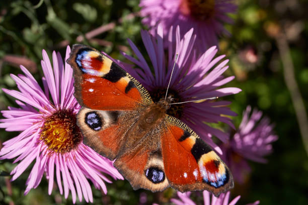 istock The butterfly Peacock eye (lat. Aglais io) collects nectar from flowers 1346961841