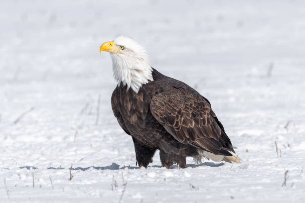 istock A mature bald eagle standing in a snow covered field 1346963430
