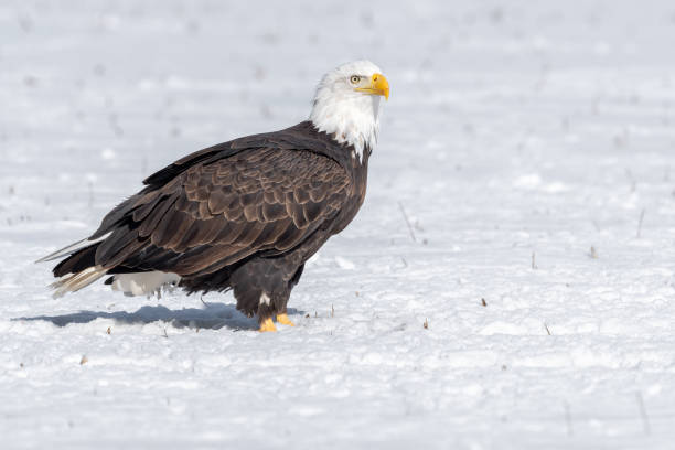 istock A mature bald eagle standing in a snow covered field 1346963573
