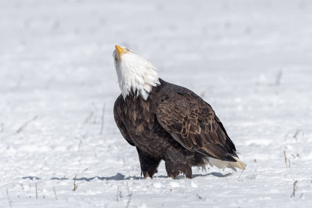 istock A mature bald eagle standing in a snow covered field 1346963777