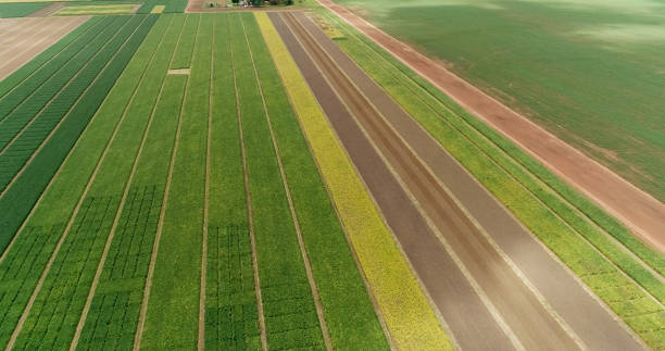 istock Aerial flying over fields with straw bales at harvesting time 1346965576