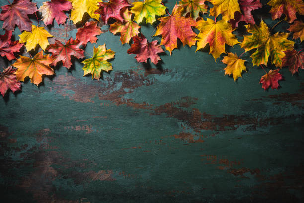 istock Autumn maple tree leaves arrangement leaving copy space on green background 1346965649
