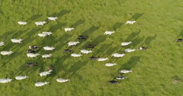 Aerial view of herd nelore cattel on green pasture in Brazil