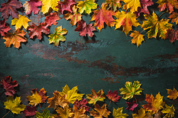 istock Autumn maple tree leaves arrangement leaving copy space on green background 1346965680