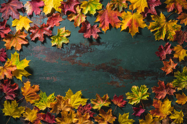 istock Autumn maple tree leaves border frame arrangement copy space on green wood 1346965704