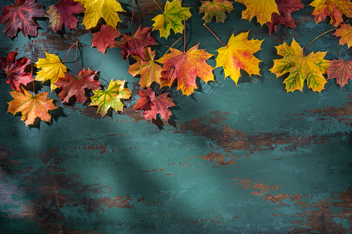 Autumn maple tree leaves arrangement leaving copy space on green grunge wooden background