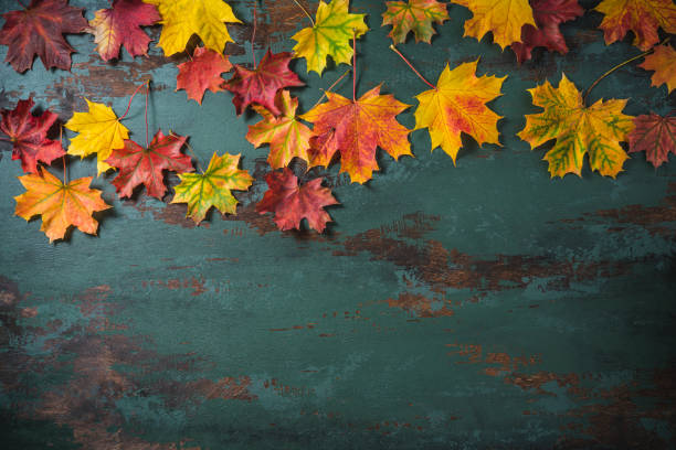 istock Autumn maple tree leaves arrangement leaving copy space on green background 1346965752