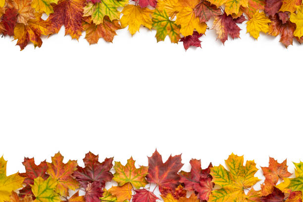 istock Autumn maple tree leaves fall arrangement leaving a white copy space 1346966408
