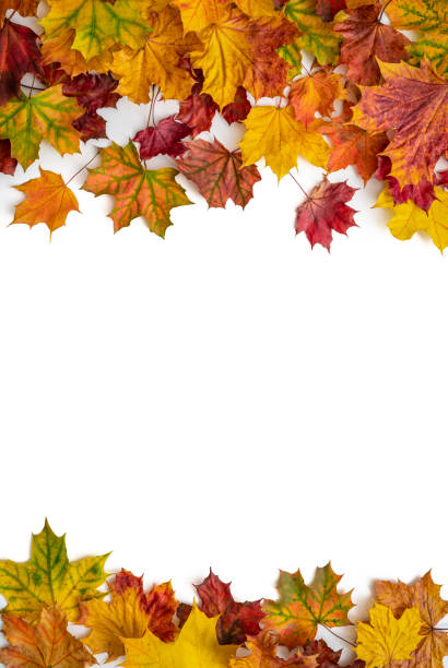 istock Autumn maple tree leaves fall arrangement leaving a white copy space 1346966508
