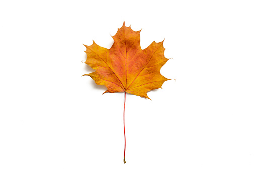 Autumn maple tree leaf, single one fall leaf leaving a white copy space around
