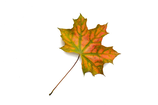 Autumn maple tree leaf, single one fall leaf leaving a white copy space around