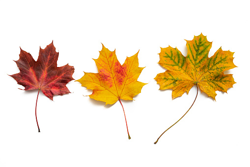 Autumn maple tree leaves, three leaves in a row leaving a white copy space around