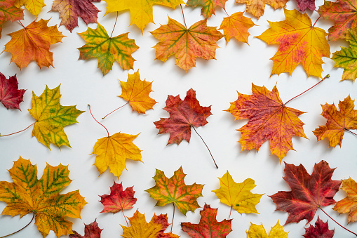 Autumn maple tree leaves arrangement full frame on white background with many colorful fall leaves