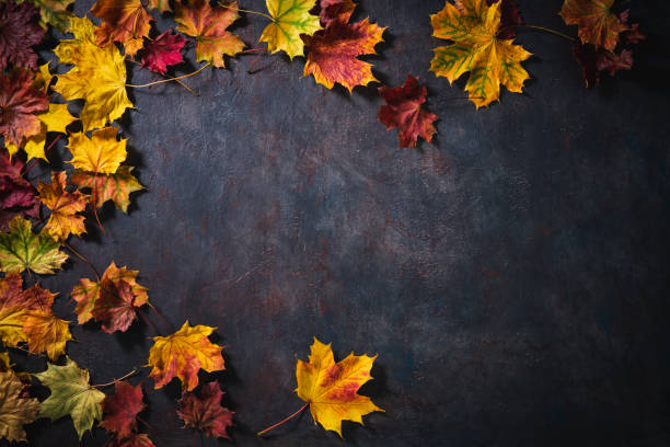 istock Autumn maple tree leaves arrangement on dark gray leaving a copy space 1346966965