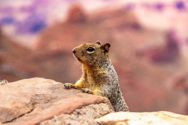 istock Squirrel at Grand Canyon 1346968396