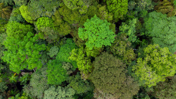 空中トップビューの森林樹、アマゾン熱帯雨林の生態系と健康的な環境の概念と背景 - アマゾン地域 ストックフォトと画像