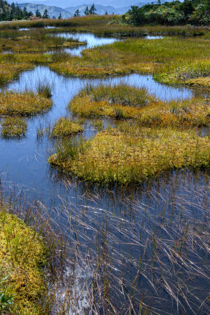 istock Marshland and pond in Mount Chumondake 1346971872