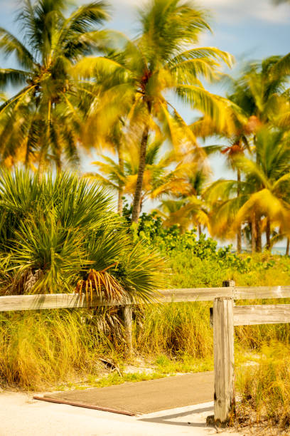 istock Miami tropical palm trees summer scene 1346976158