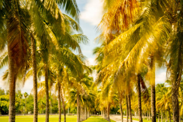 istock Miami tropical palm trees summer scene 1346976164