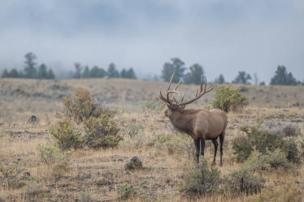istock Enormous 7x7 point bull elk bugling, looking for elk cows elk cows 1346981884
