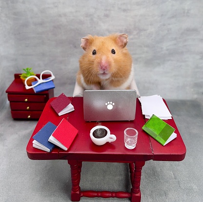 Golden hamster working on laptop with books and coffee