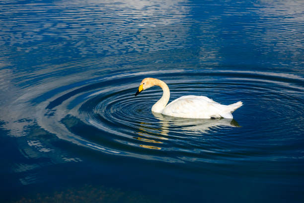 A white swan swimming in the water.Animal in the natural park.