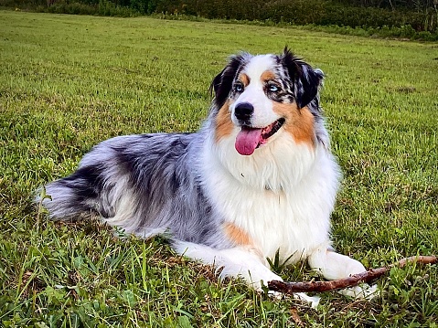Portrait of a 2 different colored eyes australian shepherd in side view in the morning light in nature.