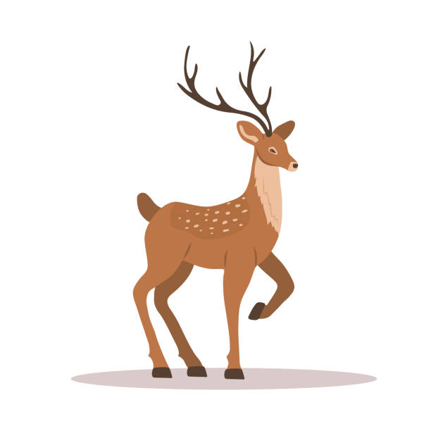 Elegant noble sika deer. Reindeer with antlers on white background. Ruminant mammal animal. Vector illustration in flat cartoon style Elegant noble sika deer. Reindeer with antlers on white background. Ruminant mammal animal. Vector illustration in flat cartoon style. background of a doe deer stock illustrations