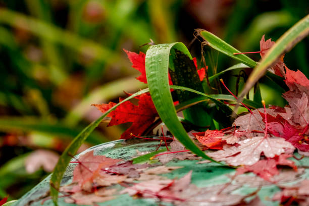 Street shots on Autumn color and red leaves, Coquitlam, BC Canada