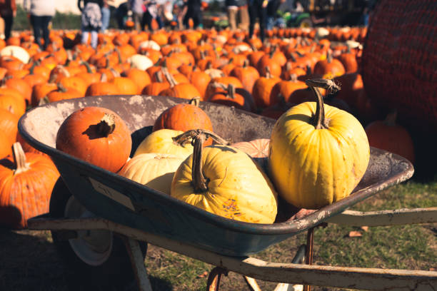 istock Pumpkins in a wheelbarrow 1346994859
