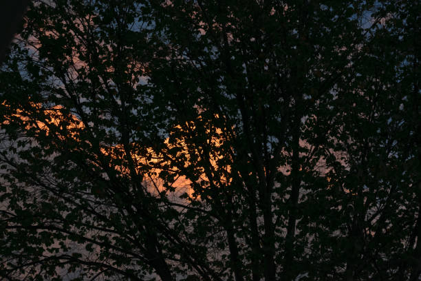 Free Stock Photo of A group of trees in the evening sky | Download Free ...