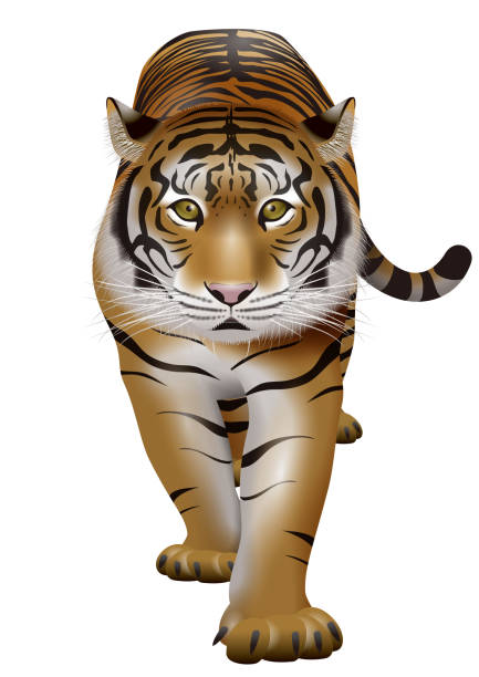 istock 3d illustration of a tiger. Zodiac icon. 1346995510
