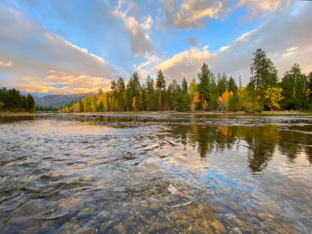 rio cisne perto de big fork, montana - flowing the americas north america usa - fotografias e filmes do acervo