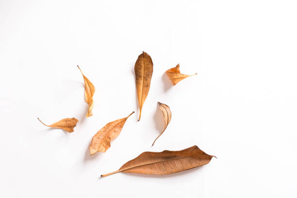 istock Dried leaves isolated on white background. 1347003315