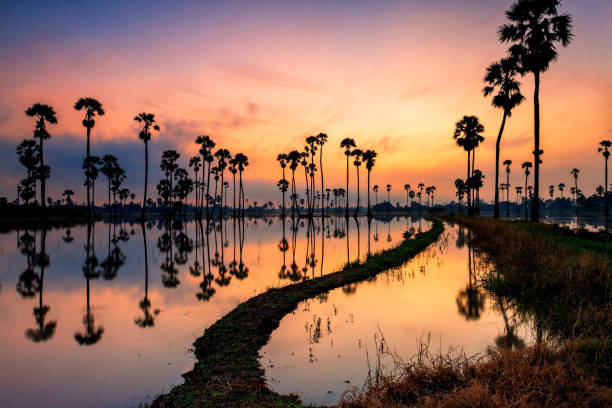istock sugar palm farn with skyline reflection at dawn 1347007881