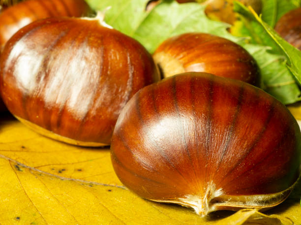 macro view on chestnut. close view. chestnuts of brown color. nature background. fall season. food background - sweet food chestnut yellow brown imagens e fotografias de stock