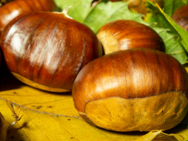 macro view on chestnut. close view. chestnuts of brown color. nature background. fall season. food background - sweet food chestnut yellow brown imagens e fotografias de stock