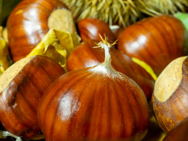 macro view on chestnut. close view. chestnuts of brown color. nature background. fall season. food background - sweet food chestnut yellow brown imagens e fotografias de stock