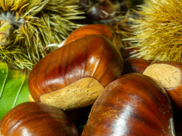 macro view on chestnut. close view. chestnuts of brown color. nature background. fall season. food background - sweet food chestnut yellow brown imagens e fotografias de stock