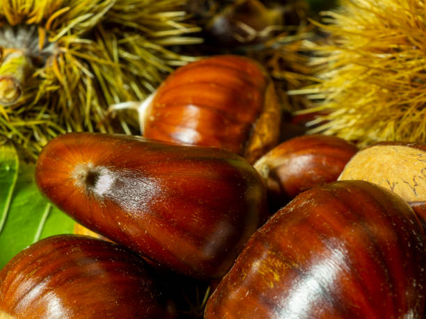 macro view on chestnut. close view. chestnuts of brown color. nature background. fall season. food background - sweet food chestnut yellow brown imagens e fotografias de stock