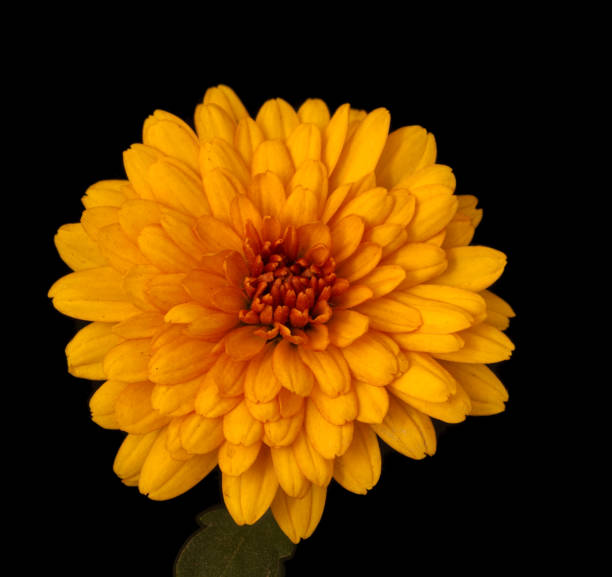 istock aster flower growing on a black background 1347011323