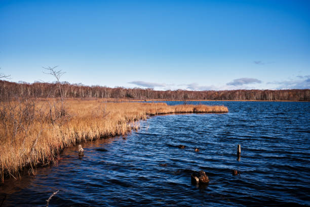 Swampy lake shore overgrown with grass in autumn