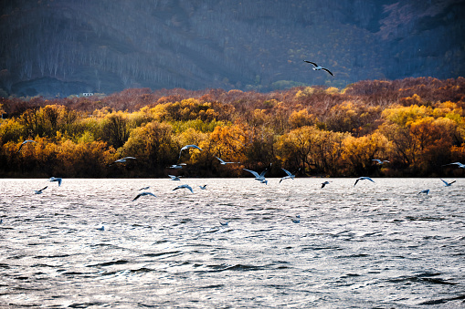 Flock of seagulls over the surface of the lake in autumn