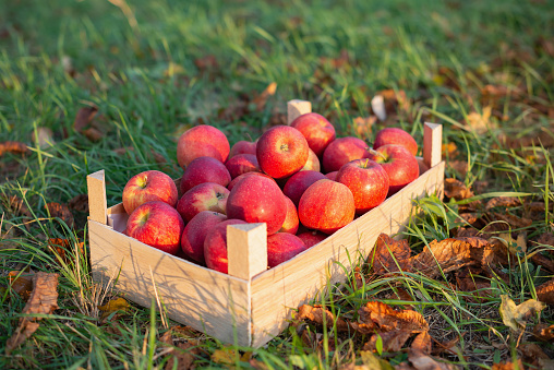 box with apples on green grass