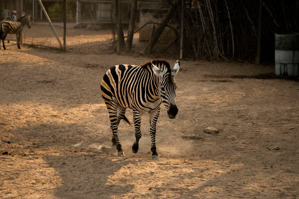 istock Walking zebra at safari in Thailand 1347020025