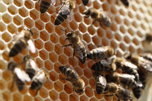 Bee on honeycomb with honey pieces of nectar in cages closeup Bee on honeycomb with honey pieces of nectar in cages. Beekeeping for beginners concept bee costume stock pictures, royalty-free photos & images