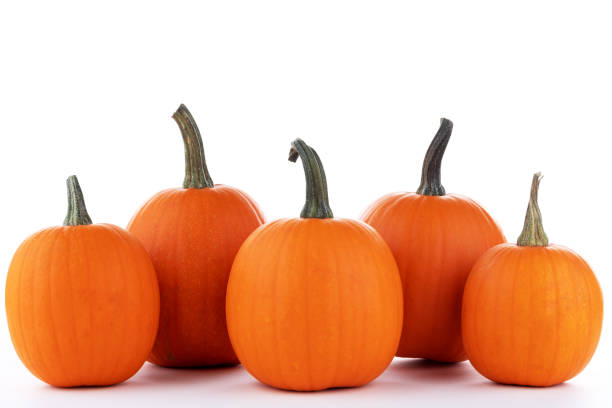 istock Pumpkins in a row isolated on white 1347020395
