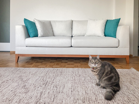 a tabby cat standing on foor in the room with new cozy sofa
