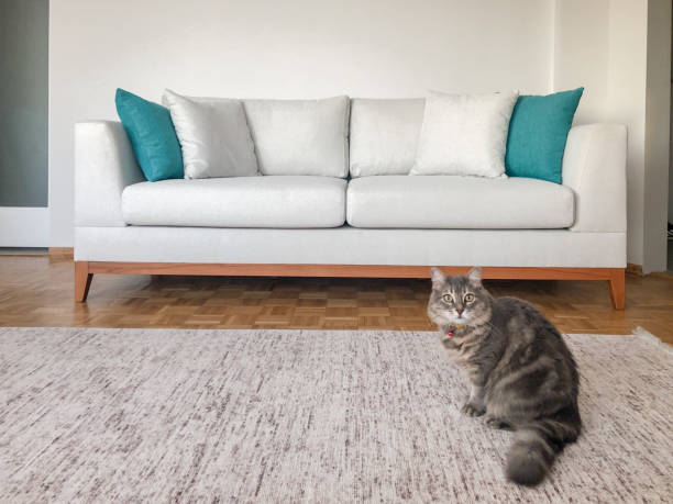 a brand new cozy sofa in the room a tabby cat standing on foor in the room with new cozy sofa pics for cat staring at wall stock pictures, royalty-free photos & images