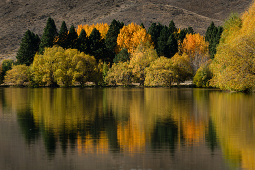 Beautiful autumn trees reflected in the water, Twizel, South Island.